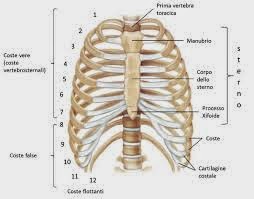 Scopriamo Il Corpo Umano Torace Analizziamolo
