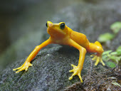 The Golden Toad.