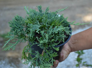 How To Prune Junipers in Containers