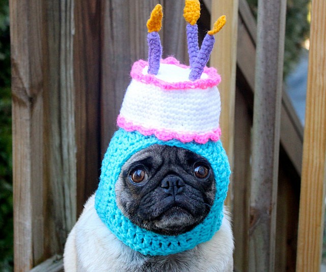 funny-dog-hats