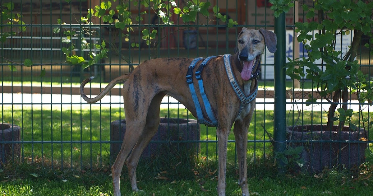 owalo design Tierheim Bochum Hunde