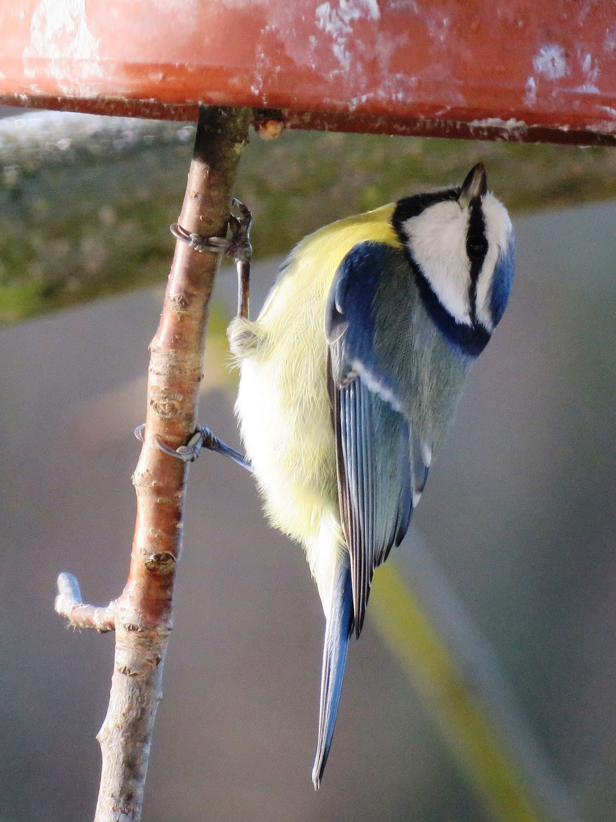 Picture of a blue tit foraging. Picture of a blue tit foraging.