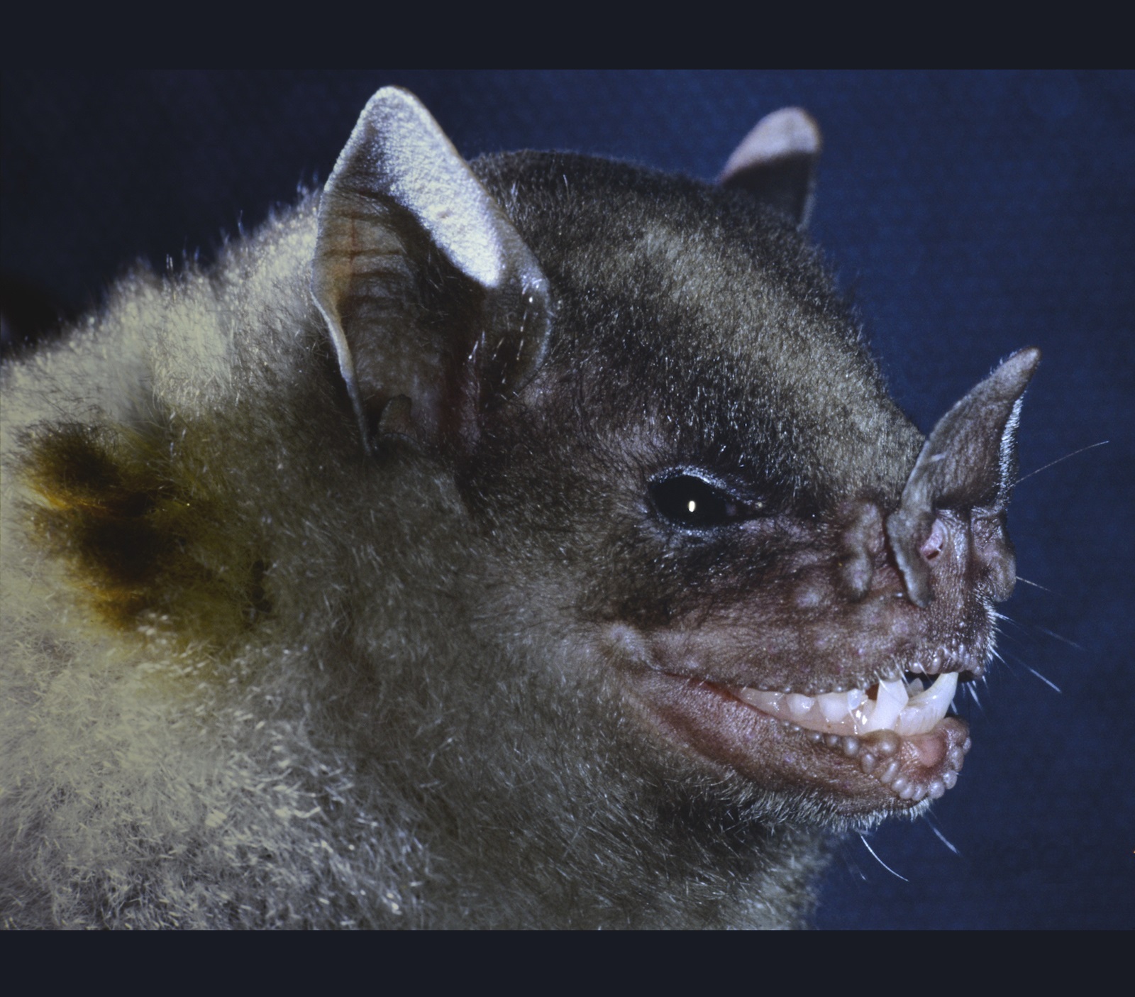 Species New to Science [Mammalogy • 2017] Sturnira adrianae • A New