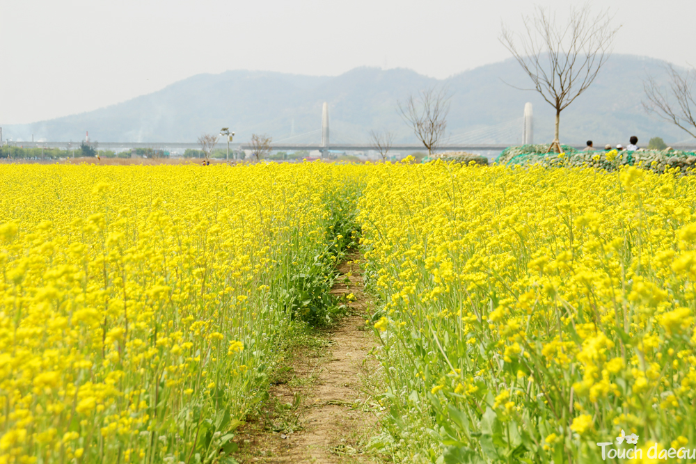 The Prettiest Flower Field in Korea Hajungdo Island Yuchae Flower Field Festival Korea
