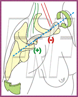 Movimiento de rotación de la clavícula.