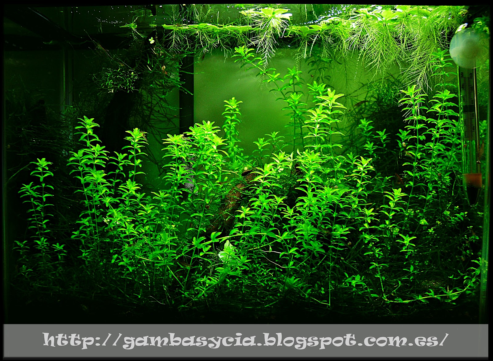 80 PIÑAS DE ALISO REDUCE PH TANINOS ANTIHONGOS GAMBAS GAMBARIO ACUARIO