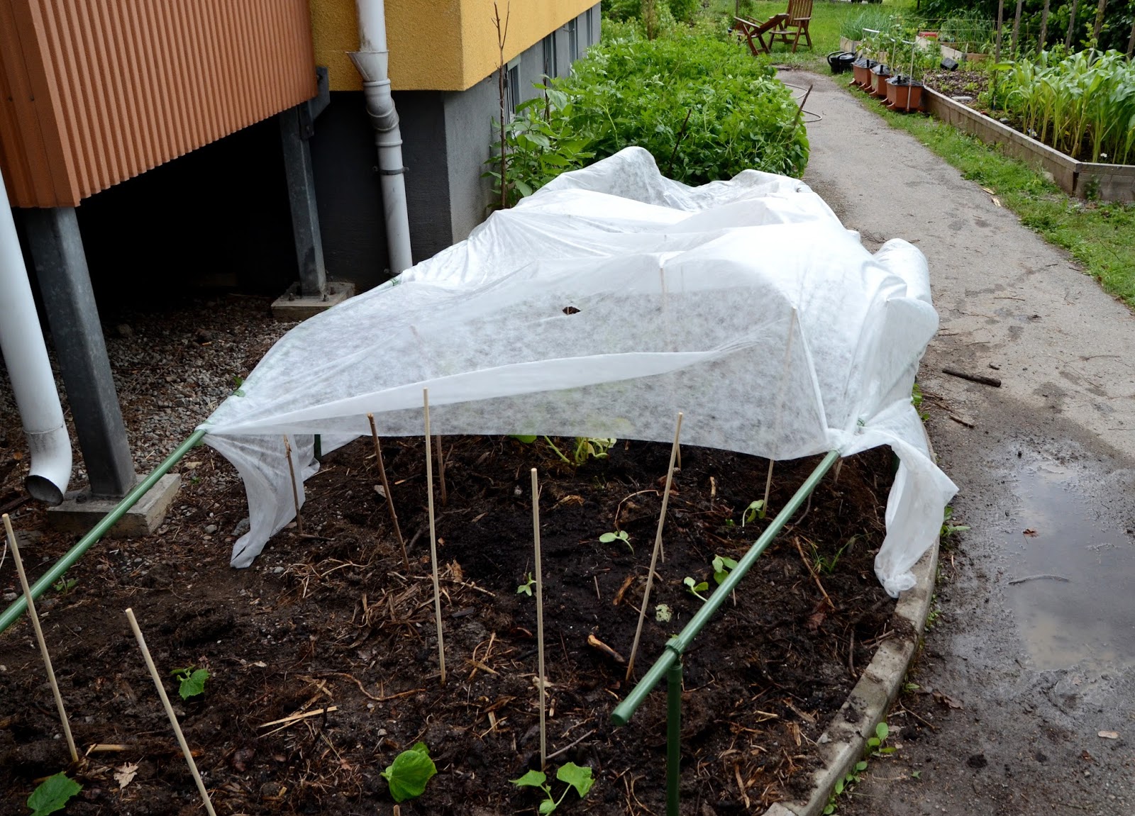 Zucchini och gurkbädden | Farbror Grön Zucchini och gurkbädden | Farbror Grön