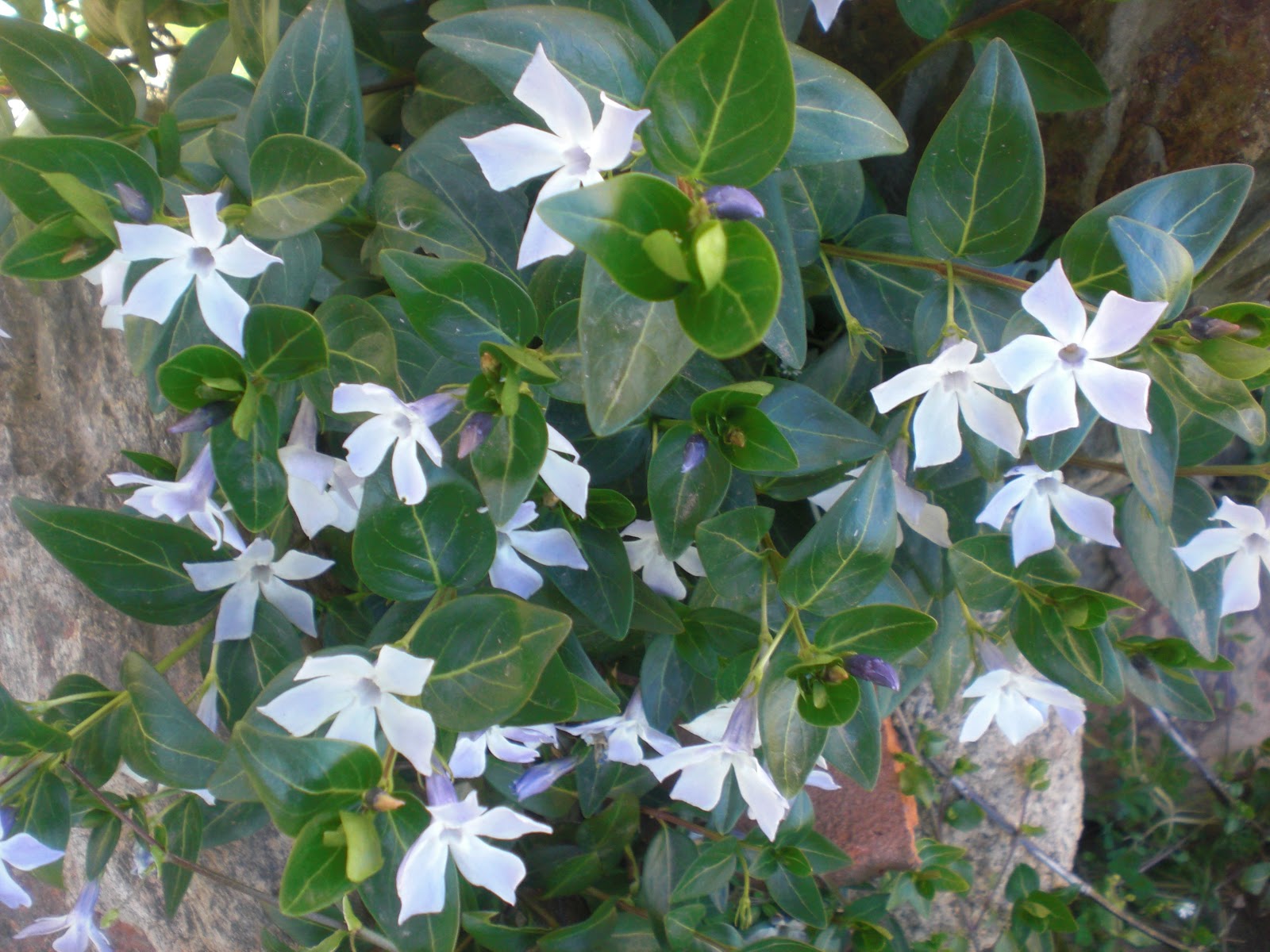 Perfumes y luces de Extremadura Hierba doncella. Vinca major.