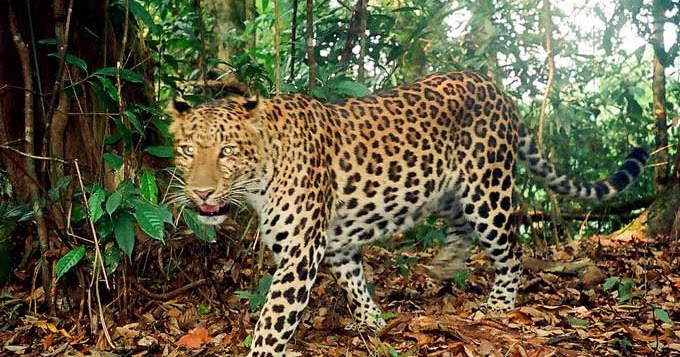 EKOGEO: HEWAN CARNIVORA INDONESIA :LANGKA DAN TERANCAM PUNAH