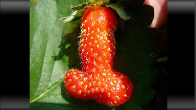 strawberry berbentuk seperti organ laki-laki