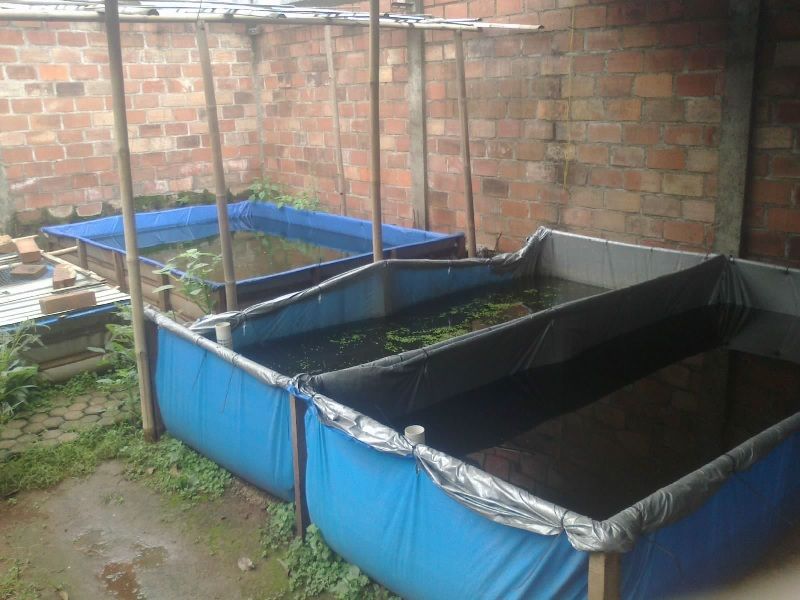 Cara Ternak Lele Di Kolam Terpal Agar Hasil Bagus