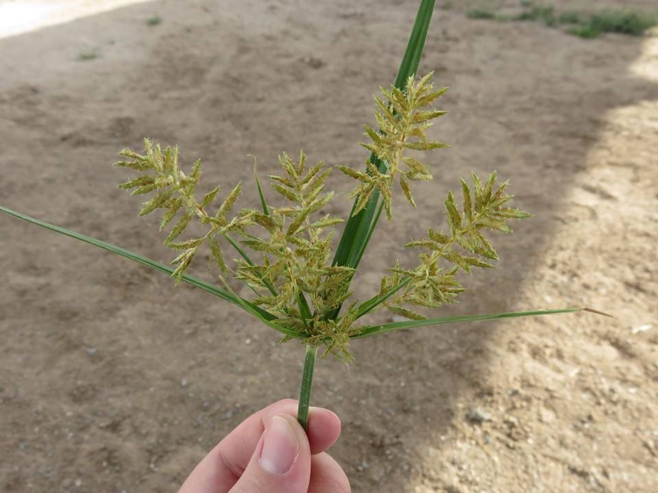 NMSU Plant Clinic Nutsedges Invade Turf and Ornamental Plantings