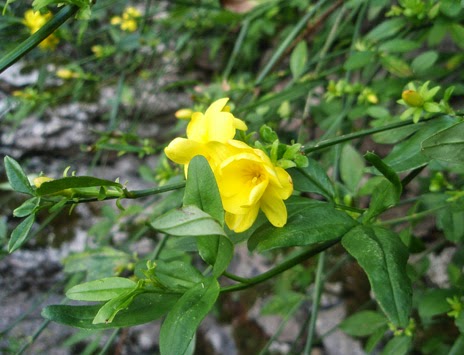 Jazmín de invierno en una rocalla