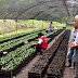 Misantla con el proyecto de caféticultura más grande de Veracruz
