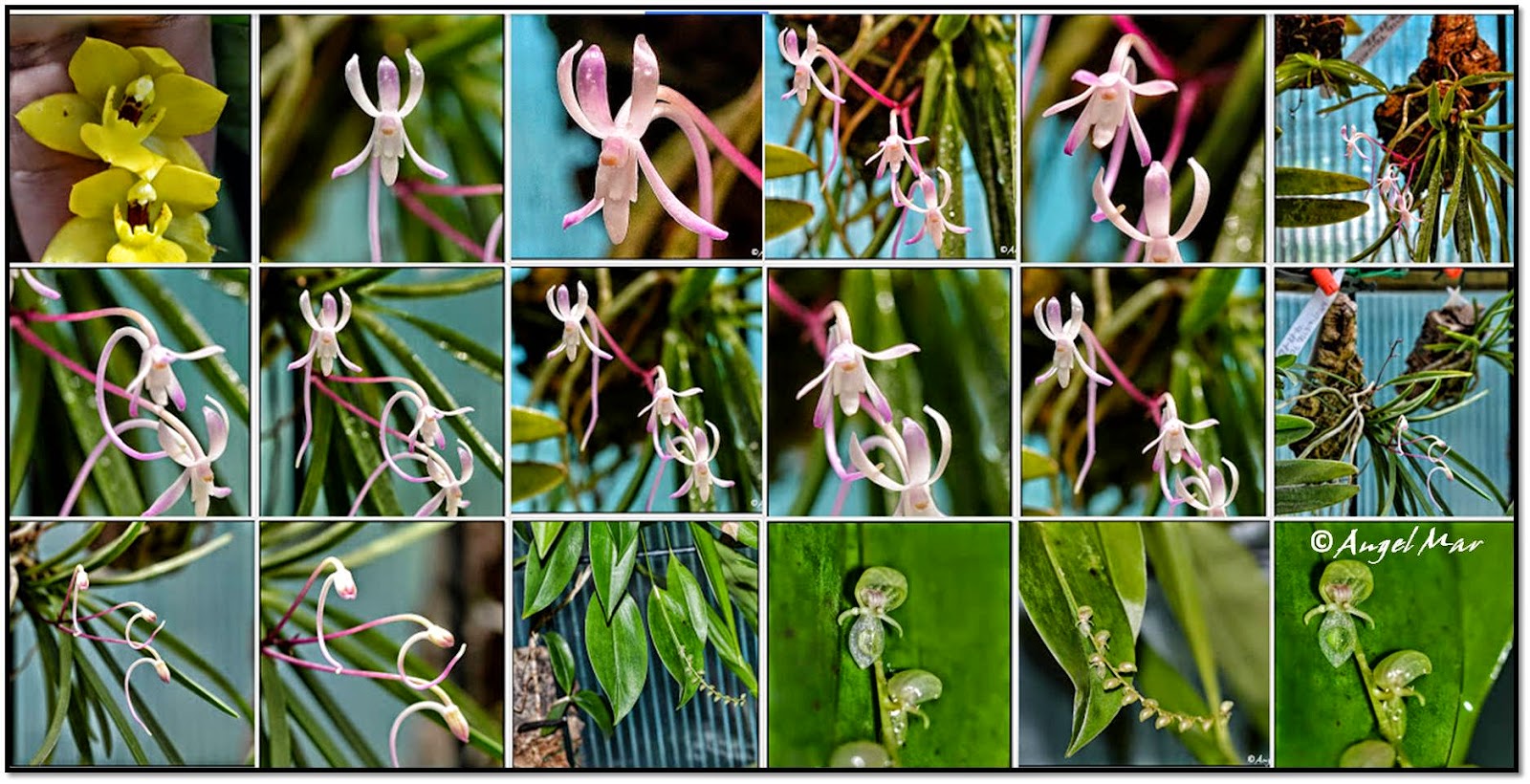 Orquídeas Blog de Angel Mar Mosaicos