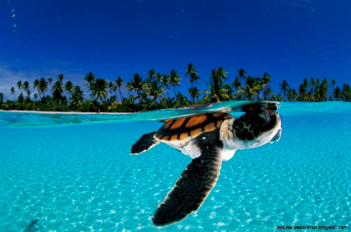 Live Wallpapers For Android Tablet MH7 15921 Wallpaper