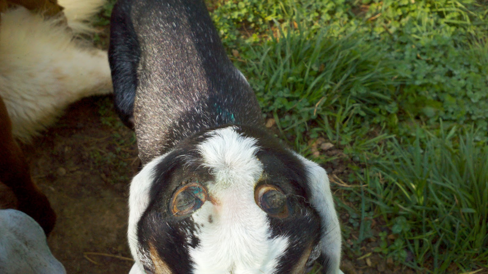 Our TN Adventure Disbudding & Tattooing the Goats
