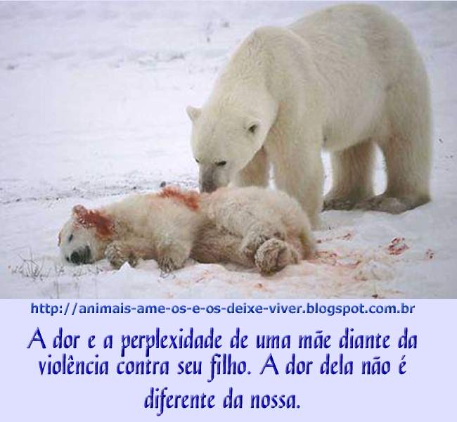 Почему медведи умирают. Белый медведь (Лаптевская популяция). Белый мишка.