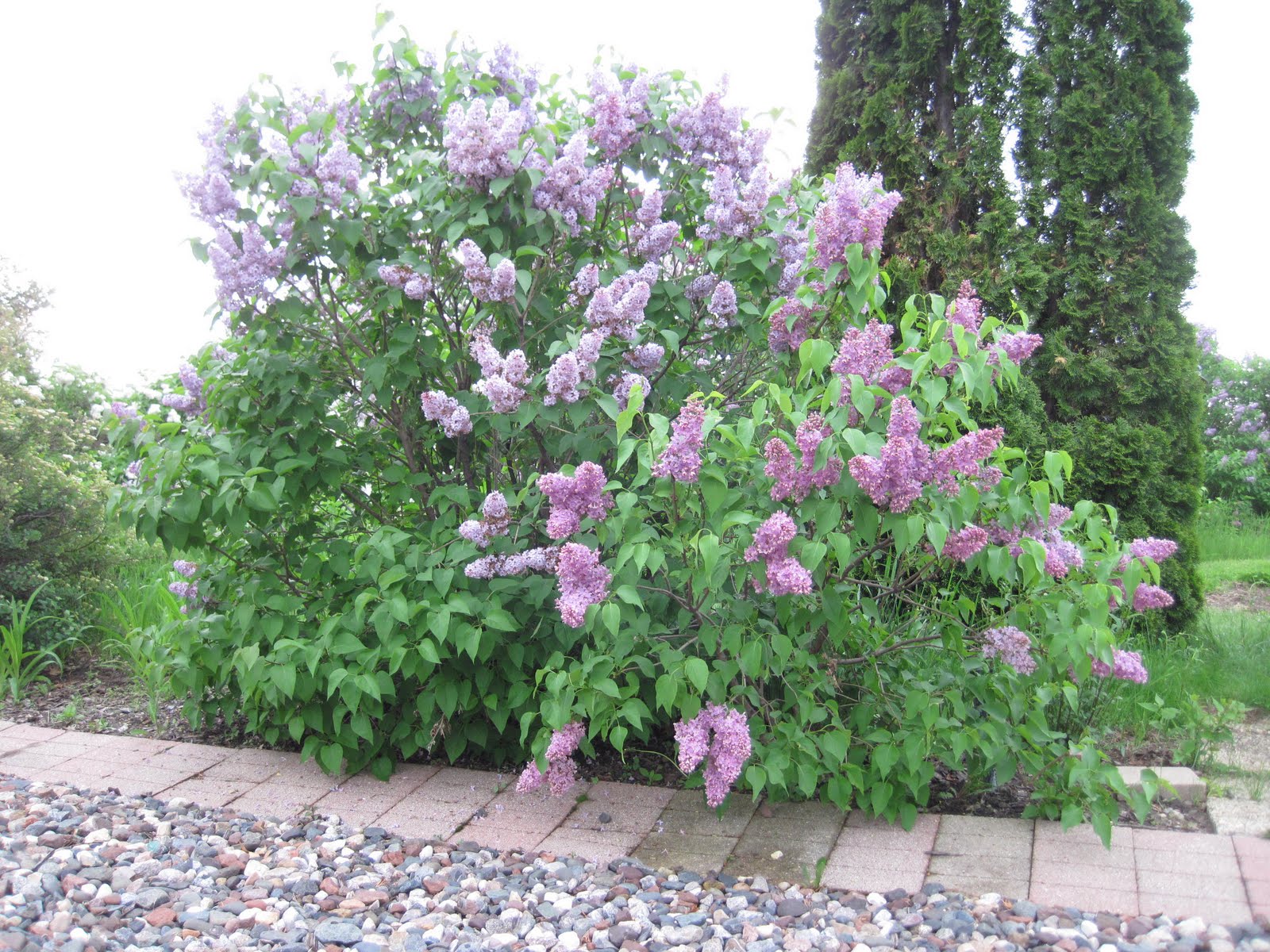Gordon W. Fredrickson: Lilacs