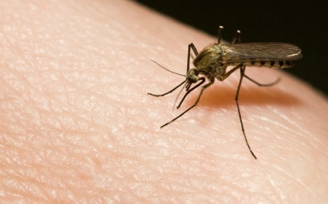 Japanese Encephalitis Symptoms, Treatment, Vaccine Cost, and Prevention