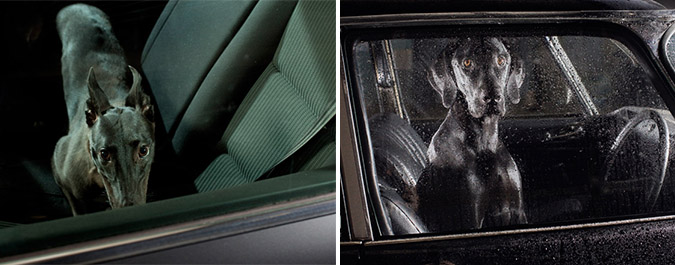 Notes from the Pack - a dog blog. Photographer Martin Usborne's haunting pictures of Dogs in Cars.