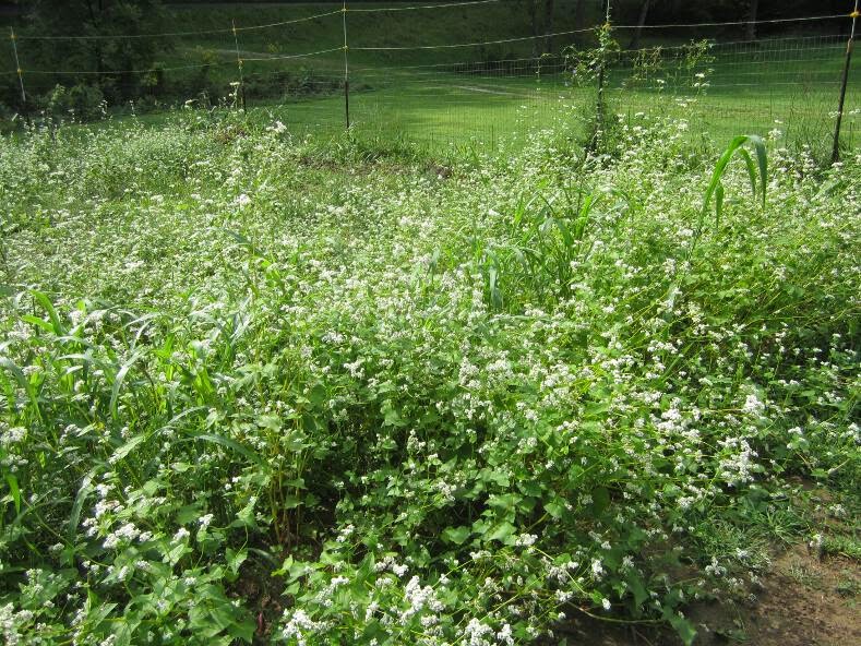 Simply Resourceful Growing Buckwheat for Honeybees