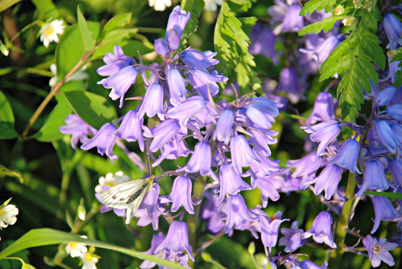 Just Saying Oh Bluebell What s In A Name