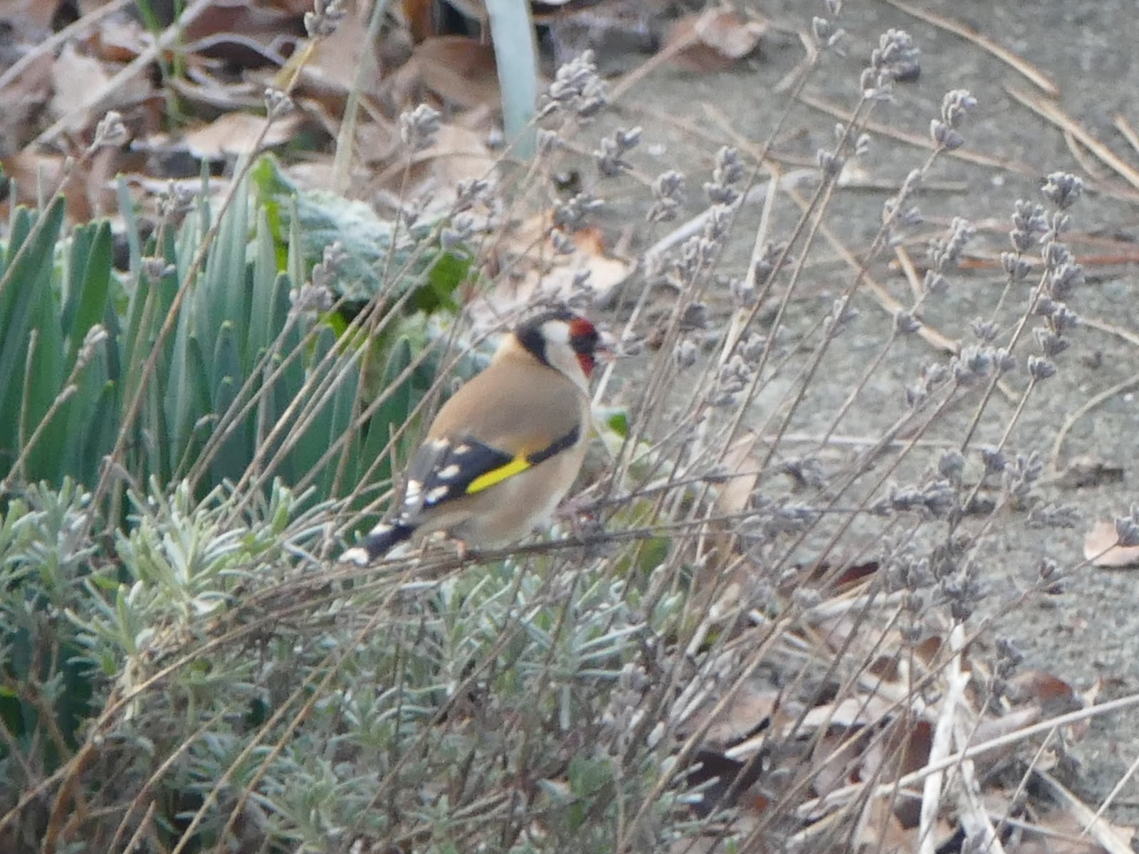 Peter Lovett's ramblings Goldfinch eating Lavender seed heads this