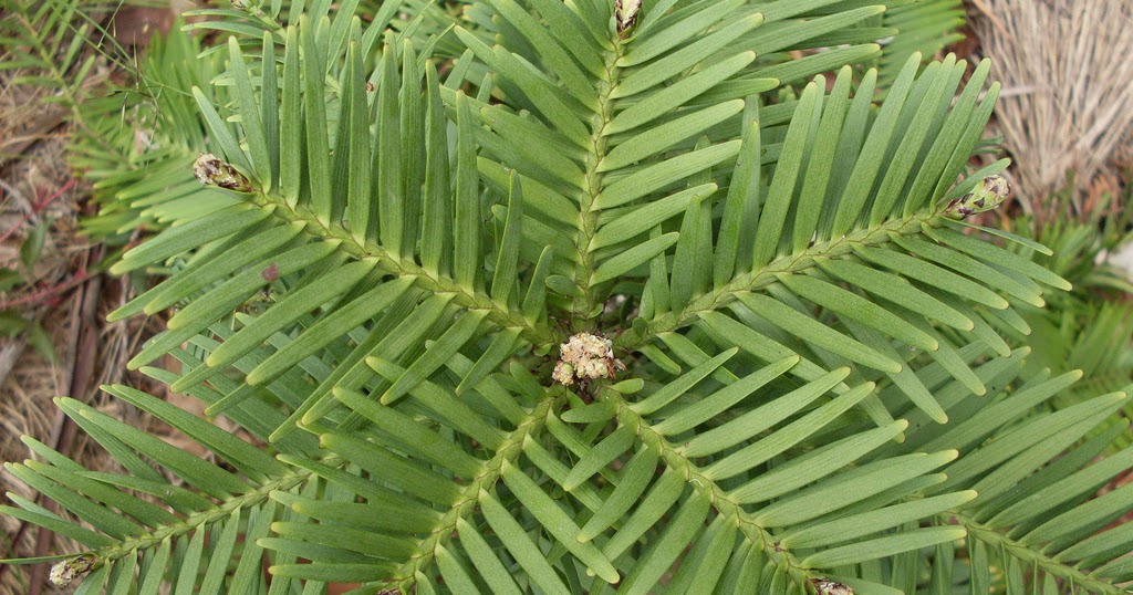 Guru's Home Wollemi Pine Australia