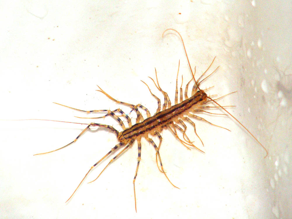 скутигера-мухоловка. мокрица многоножка. сороконожка сколопендра мухоловка. сороконожка насекомое в квартире. сороконожка сколопендра мухоловка.