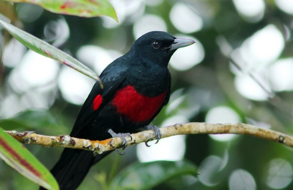 Jenis Burung Kepudang Di Sunda Besar Info Pendidikan Dan Biologi