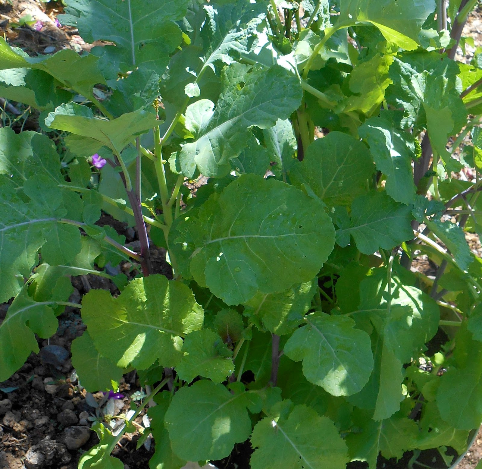A Kitchen Garden in Kihei Maui Growing Heirloom Kale in Kihei