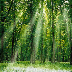 Os Recordes da Natureza