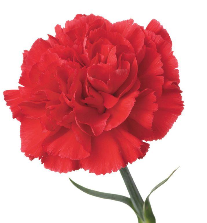 Love Like A Scarlet Carnation