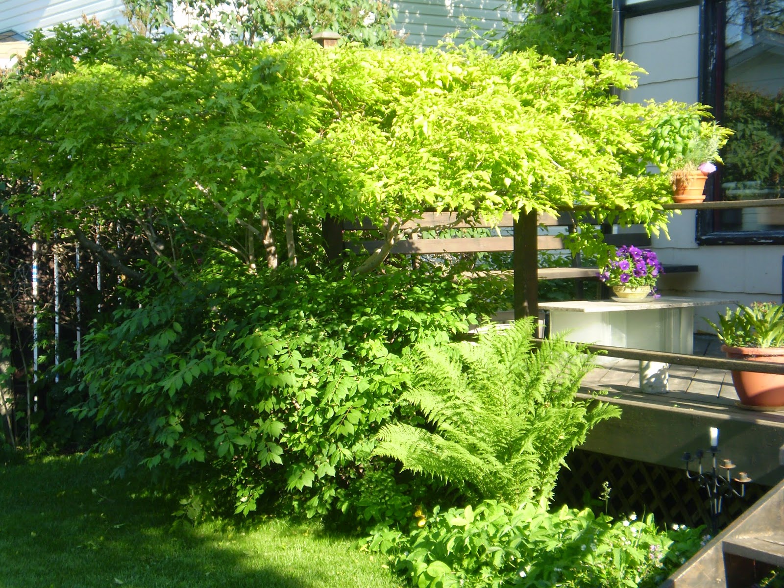Renaissance Men The Best Ornamental Trees For Calgary