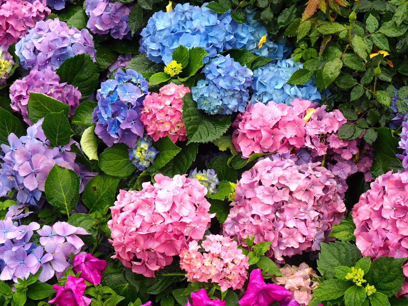 Life Between The Flowers Ballerina Rose Pink Bushy Shrub Rose