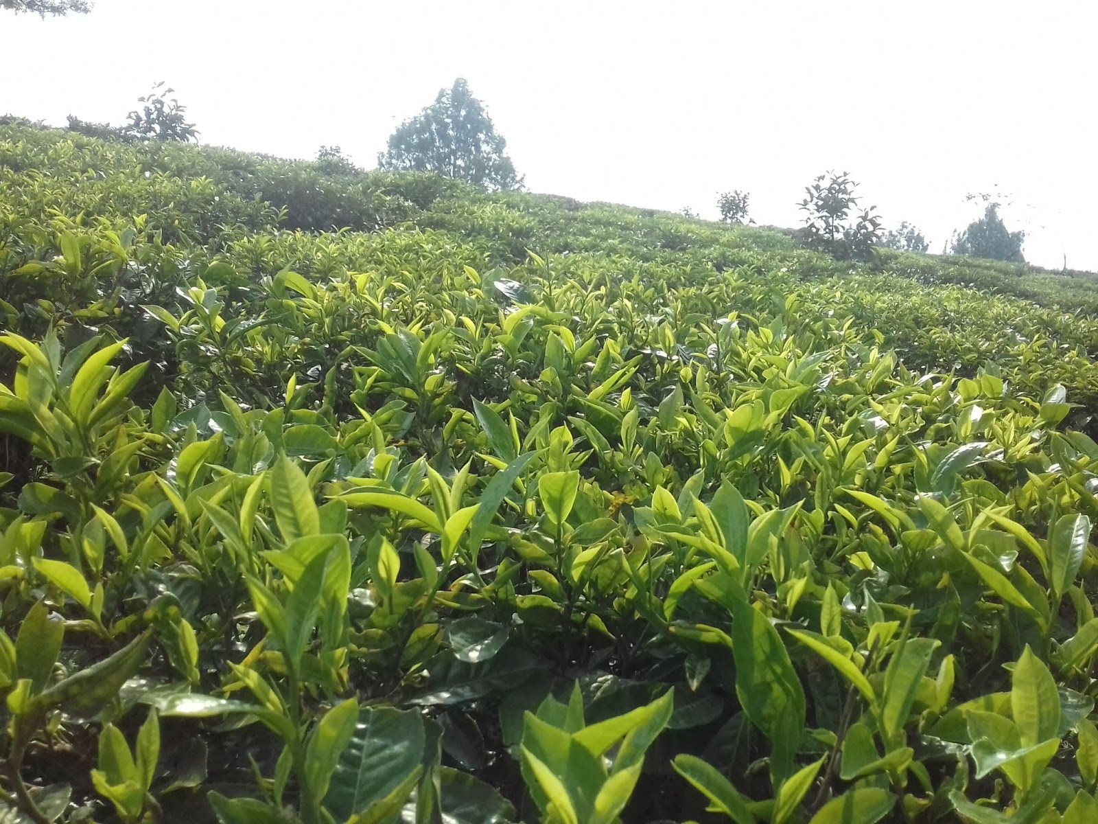 Perjalanan Singkat ke Kebun Teh Gunung Mas Bogor