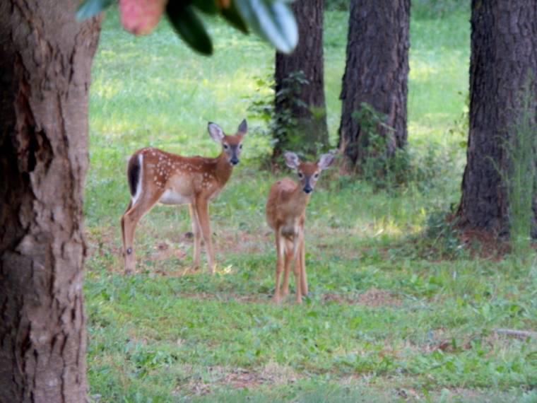 The Public Eye Deer Feeding Ban Began September 1