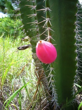 grapefruit cactus grapefruit cactus