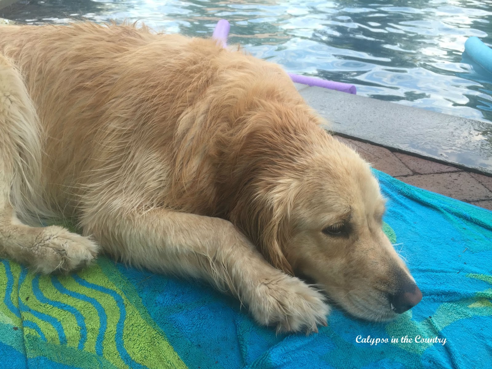 Golden by the pool