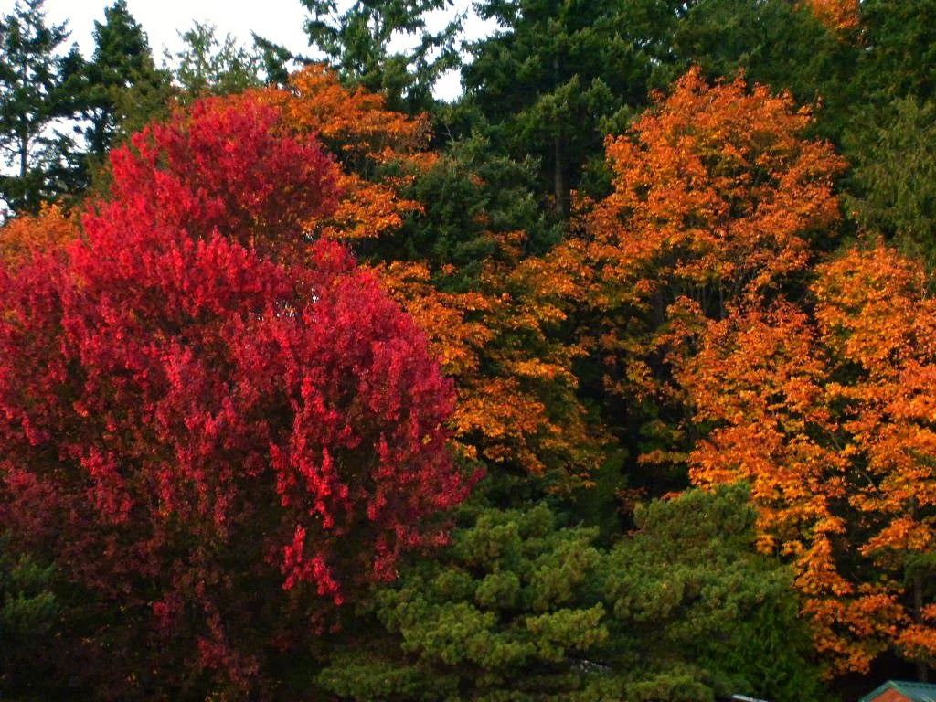 Pacific Northwest Seasons Fall Colors in the Pacific Northwest