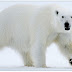 O pelo do urso-polar não é branco e, sim, transparente!