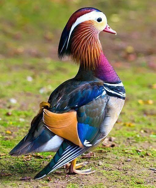Mandarin duck Colorful Bird Information and Pictures Pets