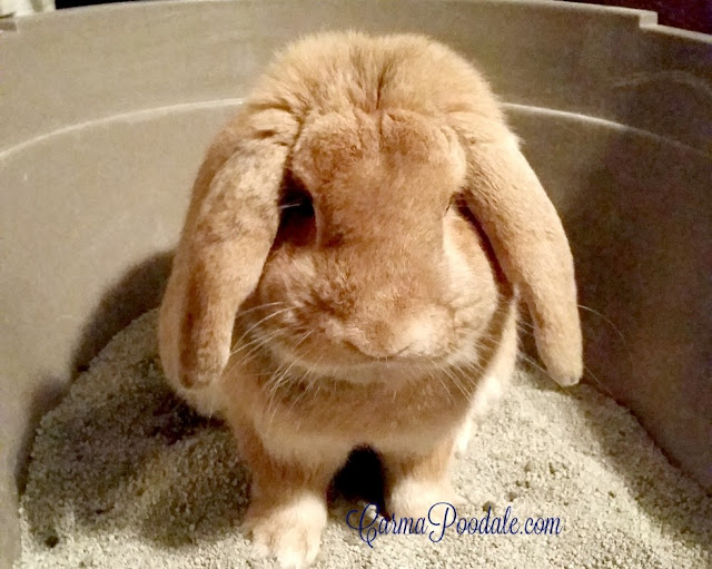 PeanutBunny- house bunny rabbit