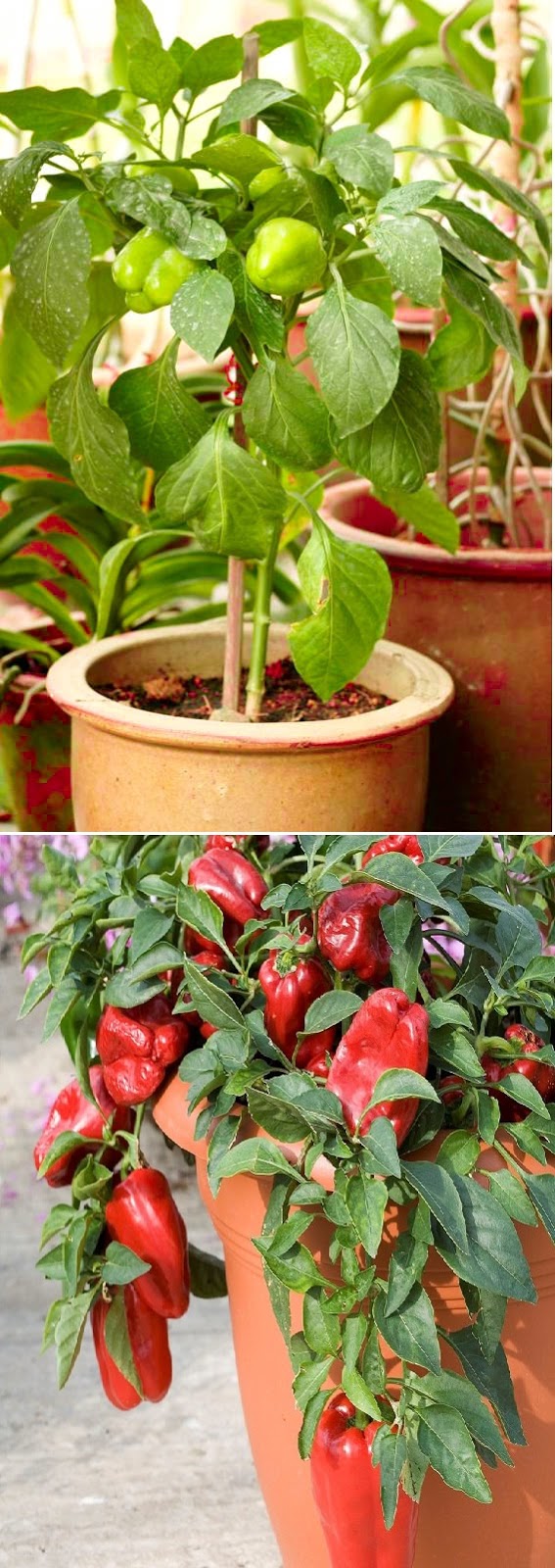 How to Grow Bell Peppers in Containers & Care garden favorite