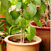 How to Grow Bell Peppers in Containers & Care