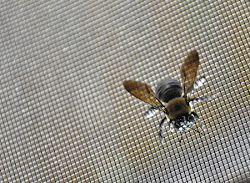 cheesy bee bug mzteachuh