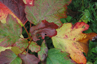 Oak leaved hydrangea gives a great autumn show