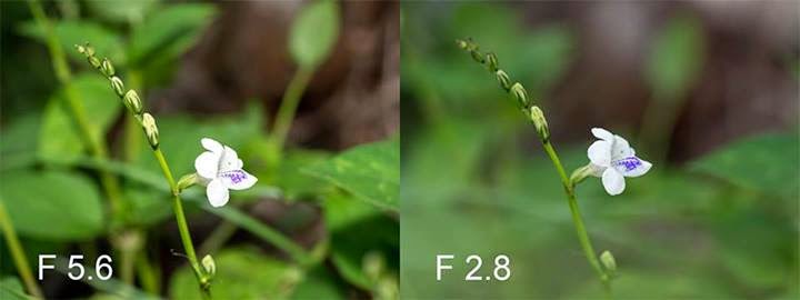 Tips: Memahami Depth of Field (DoF) Tips: Memahami Depth of Field (DoF)_Tutorial Nikon D3100