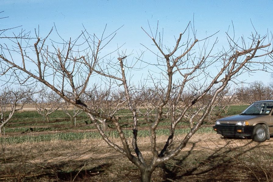 Gardening in Mississippi Time to Prune Fruiting Trees and Vines